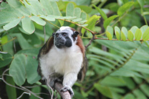 Panama jungle life